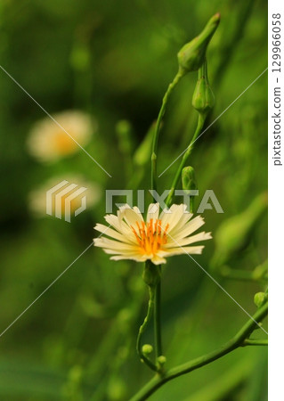 Lushweed flowers blooming in an autumn field 129966058