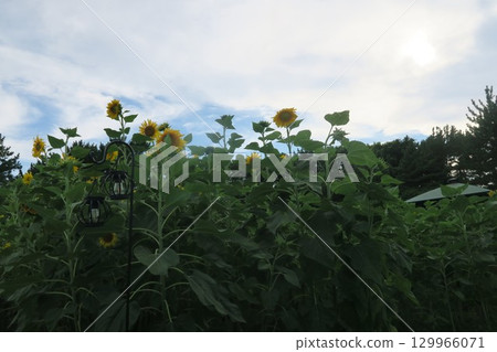 Summer sky and yellow flowers 129966071