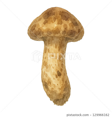 用水彩畫的松茸蘑菇的插圖 用水彩畫的松茸蘑菇的插圖 129966162