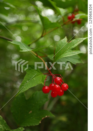Bright red viburnum berries on branch 129966304