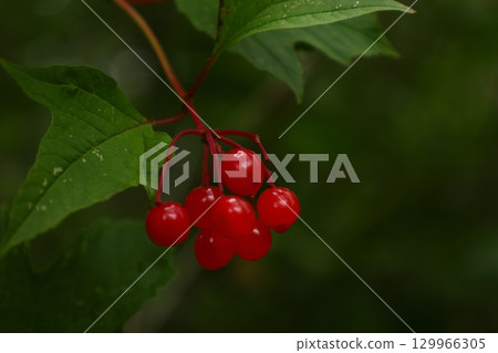 Bright red viburnum berries on branch Bright red viburnum berries on branch 129966305