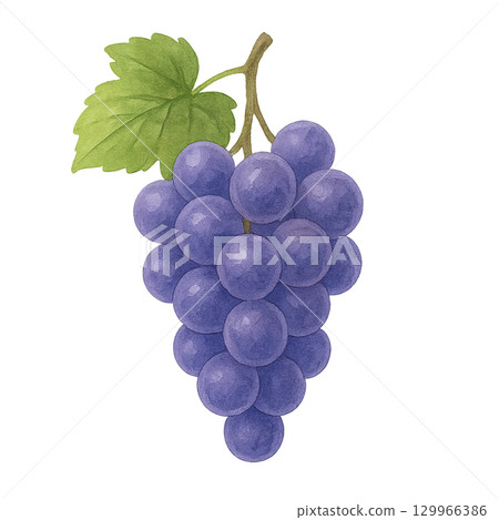 Watercolor style grapes 129966386