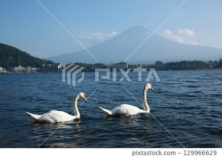 The shore of Lake Kawaguchiko in summer, two swans that didn't cross the river, and the silhouette of Mt. Fuji 129966629