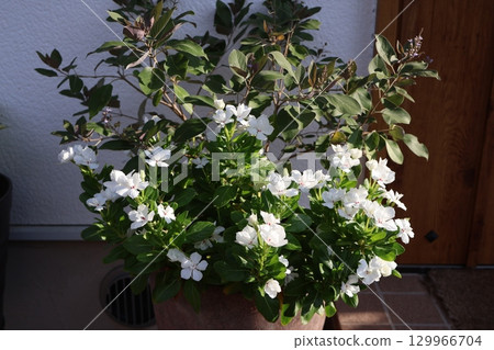 A mixed planting of madagascar periwinkle and small Madagascar periwinkle 129966704