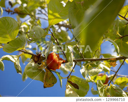 Autumn persimmons nibbled by a bird Autumn persimmons nibbled by a bird 129966710