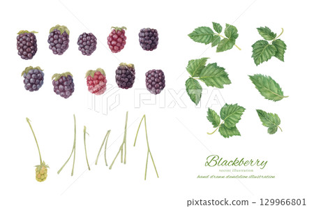 黑莓水彩插圖部件集 黑莓水彩插圖部件集 129966801