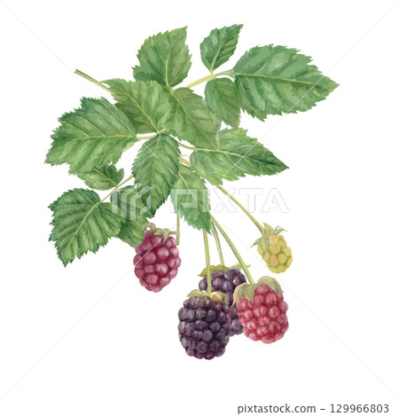 Blackberry illustration painted in watercolor 129966803