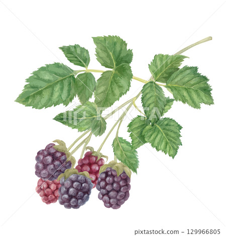 大量黑莓的水彩手繪插圖 大量黑莓的水彩手繪插圖 129966805