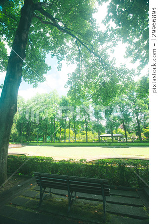 Summer park and bench Summer park and bench 129966893