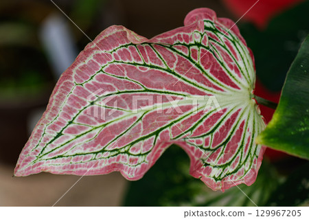Caladium Pink Symphony 01 129967205