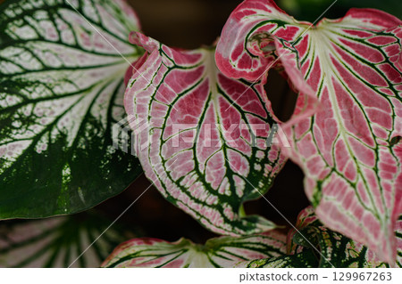 花葉芋粉色交響曲02 花葉芋粉色交響曲02 129967263