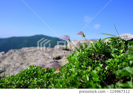 山脊上,阿留申島的水果隨風飄揚,背景是藍天 山脊上,阿留申島的水果隨風飄揚,背景是藍天 129967312