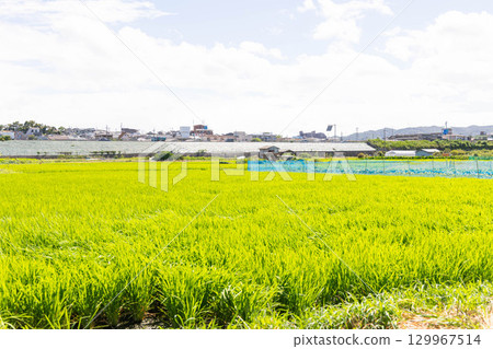 A rural feel 129967514