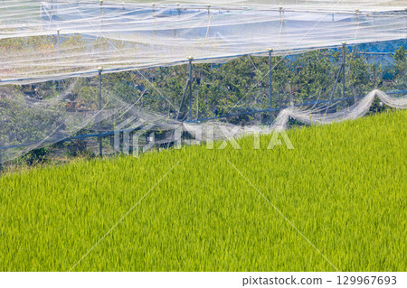 Agricultural netting to protect rice fields 129967693