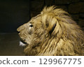 一頭沉思的獅子 129967775
