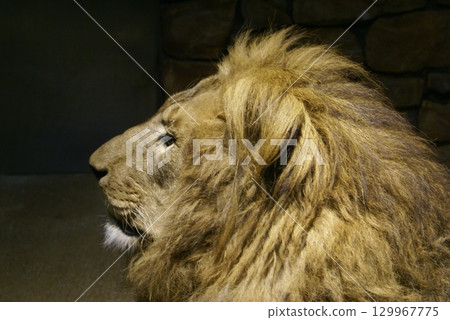 一頭沉思的獅子 129967775