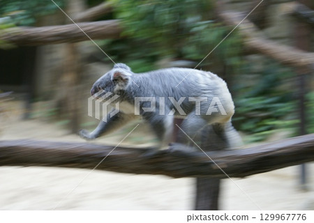 跑考拉 跑考拉 129967776