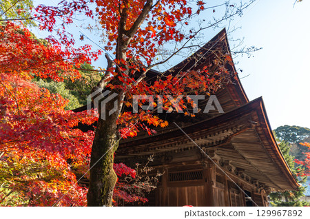 被秋葉包圍的常光寺 被秋葉包圍的常光寺 129967892