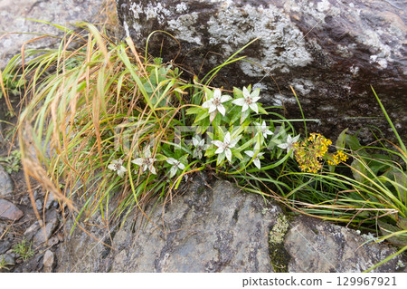 早魚薄井 早魚薄井 129967921