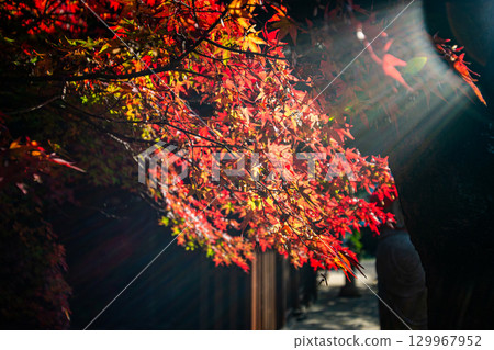 早晨陽光照射下的楓樹 129967952