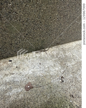 小壁虎 小壁虎 129967999