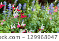 Red and white Salvia microphylla (cherry sage) blooming in a colorful flowerbed Red and white Salvia microphylla (cherry sage) blooming in a colorful flowerbed 129968047