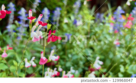 Red and white Salvia microphylla (cherry sage) blooming in a colorful flowerbed 129968047