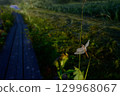 A dragonfly wet with morning dew 129968067
