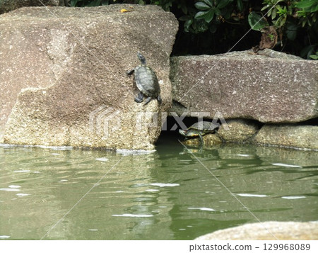 A turtle on a large rock beside Hamanoike Falls A turtle on a large rock beside Hamanoike Falls 129968089