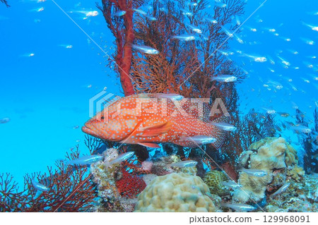 Underwater photo of Yukata grouper, blue sea and fish 129968091