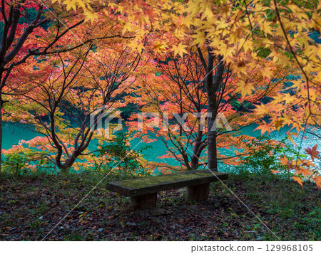 Autumn leaves in Odai Town, Mie Prefecture 129968105