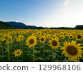 Tamaki Town's sunflower fields shine against the blue sky 129968106