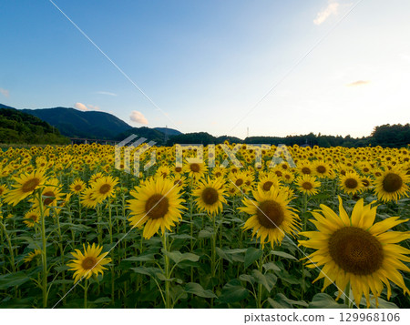 Tamaki Town's sunflower fields shine against the blue sky 129968106