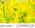Bee harvesing to rape blossoms 129968128