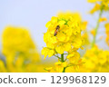 Bee honey sucking honey from rape blossoms 129968129