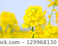 Rape blossoms bathed in spring sunlight 129968130