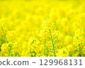 Yellow carpet in the field of rape blossoms 129968131