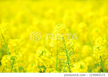 油菜花田裡的黃地毯 129968131