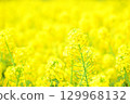 Yellow rape field garden 129968132