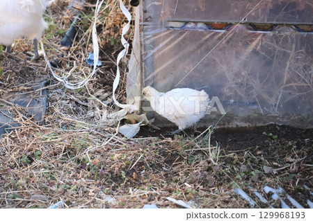 絲羽烏骨雞雛鳥啄食塑料 絲羽烏骨雞雛鳥啄食塑料 129968193