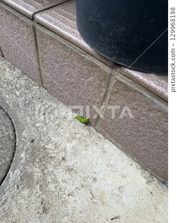 花園裡的毛毛蟲 花園裡的毛毛蟲 129968198