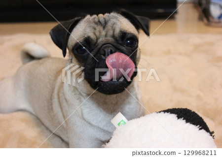 Pug puppy 129968211