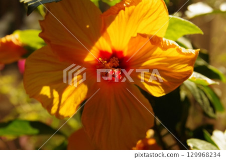 Rose of Sharon Hibiscus (Hibiscus) Oblique light photography 2 129968234