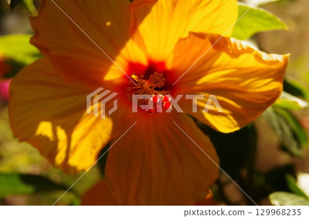 Rose of Sharon Hibiscus (Hibiscus syriacus) Oblique light photography 3 Rose of Sharon Hibiscus (Hibiscus syriacus) Oblique light photography 3 129968235