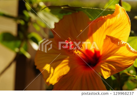 木槿花(Hibiscus sharonii)斜光攝影 5 木槿花(Hibiscus sharonii)斜光攝影 5 129968237