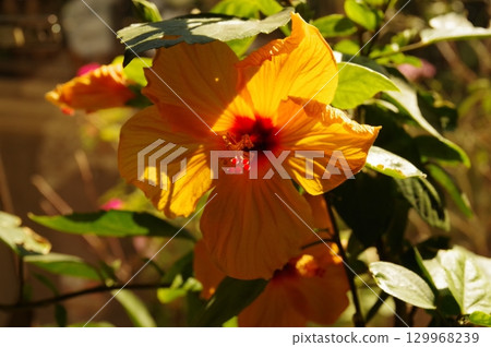 Rose of Sharon Hibiscus (Hibiscus syriacus) Oblique light photography 6 129968239