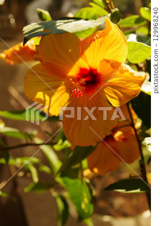 Rose of Sharon Hibiscus (Hibiscus syriacus) Oblique light photography 7 Rose of Sharon Hibiscus (Hibiscus syriacus) Oblique light photography 7 129968240