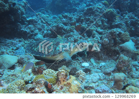 Green sea turtle resting on a coral reef - underwater photo 129968269