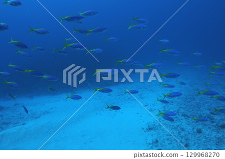 A flock of dwarf stingrays and the blue sea - Underwater photo 129968270
