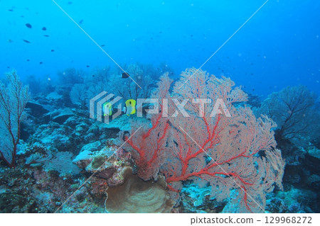 Blue sea and one-fin butterflyfish underwater photo 129968272